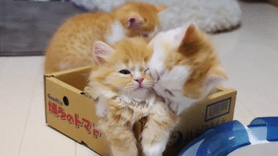 divertidos-gifs-de-ataque-de-gato-para-alegrar-tu-día-13