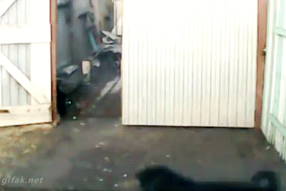 divertidos-gifs-de-ataque-de-gato-para-alegrar-tu-dia-20