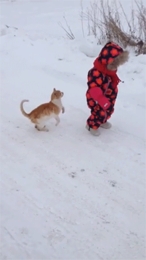 divertidos-gifs-de-ataque-de-gato-para-alegrar-tu-día-23