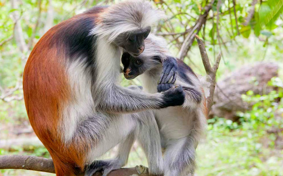 Los animales más bellos del mundo-08