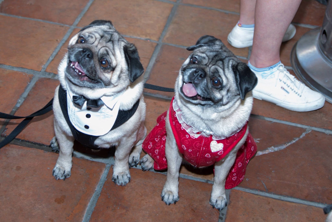 los perros-mas-famosos-de-internet-14