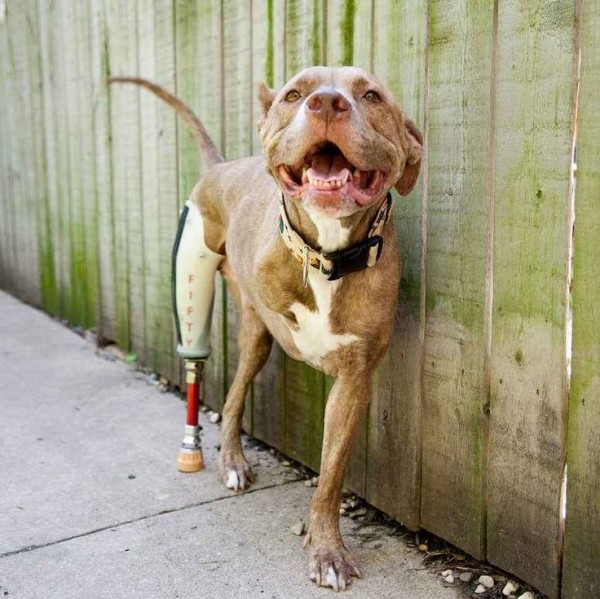 15 perros-más-famosos-de-internet