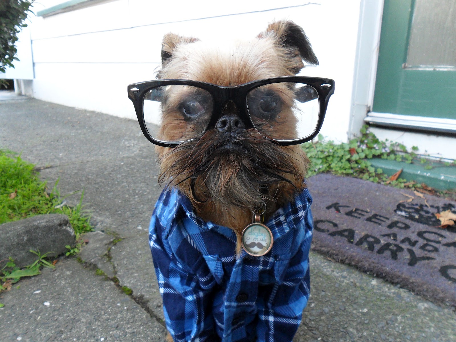 los perros-mas-famosos-de-internet-18