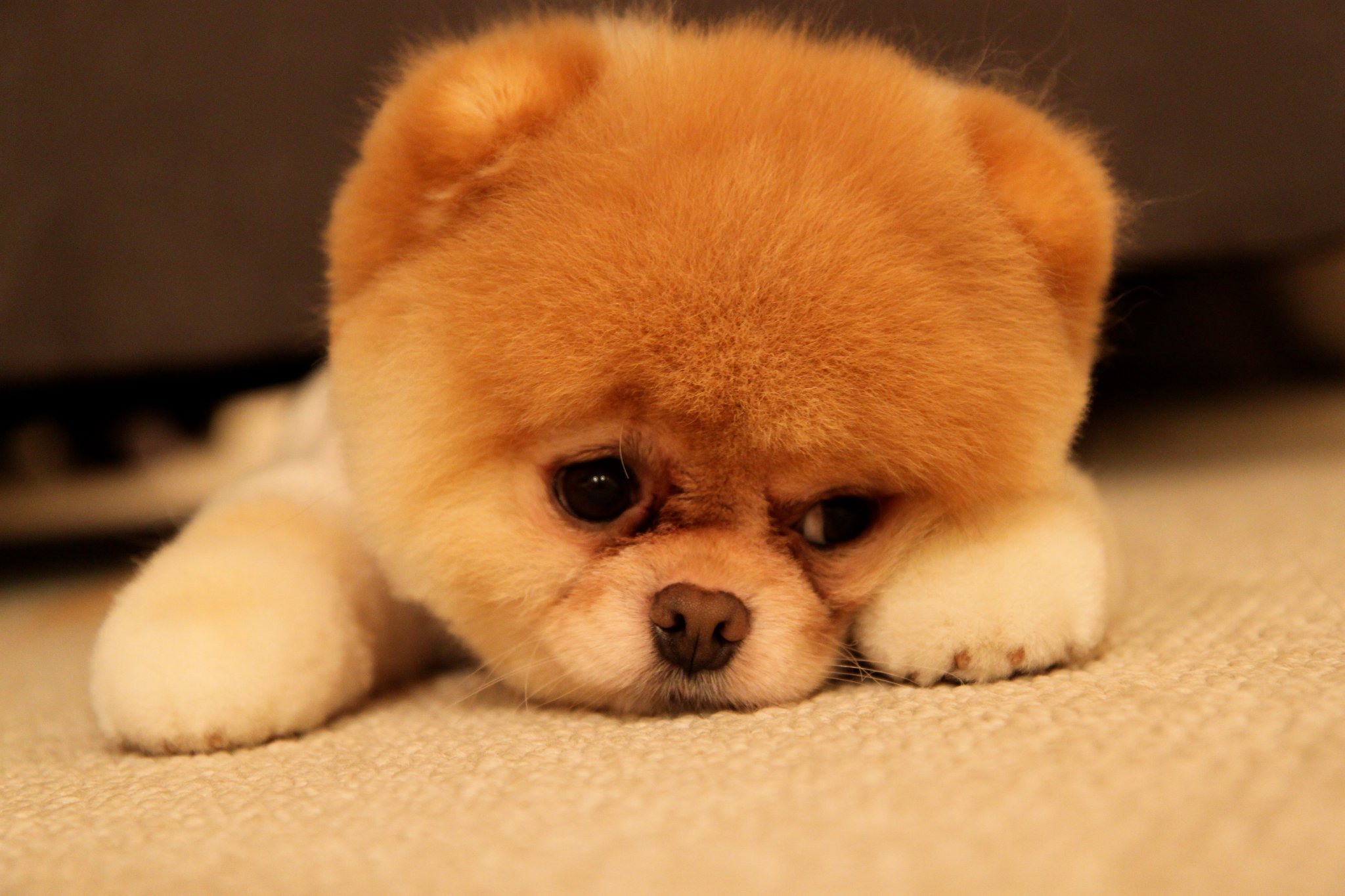 perros-mas-famosos-de-internet-21