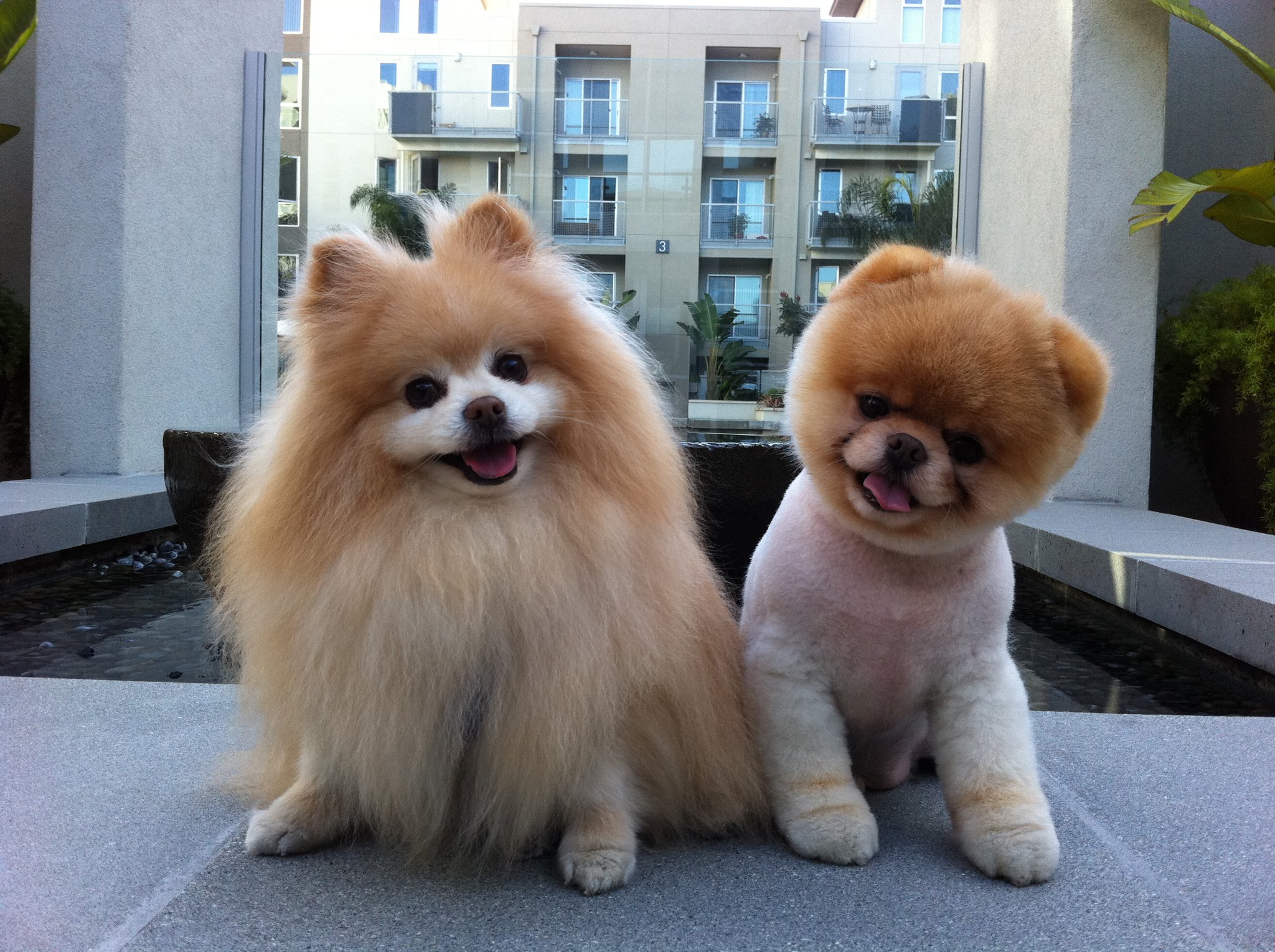 perros-mas-famosos-de-internet-23