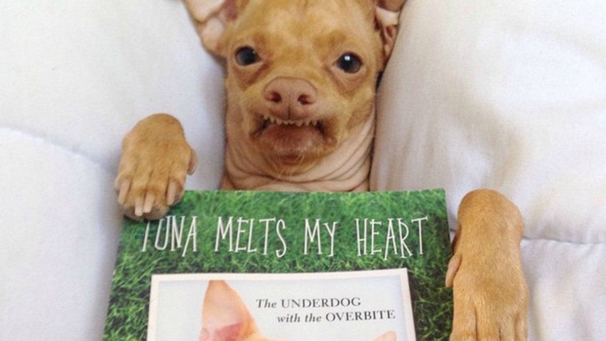 perros-mas-famosos-de-internet-27
