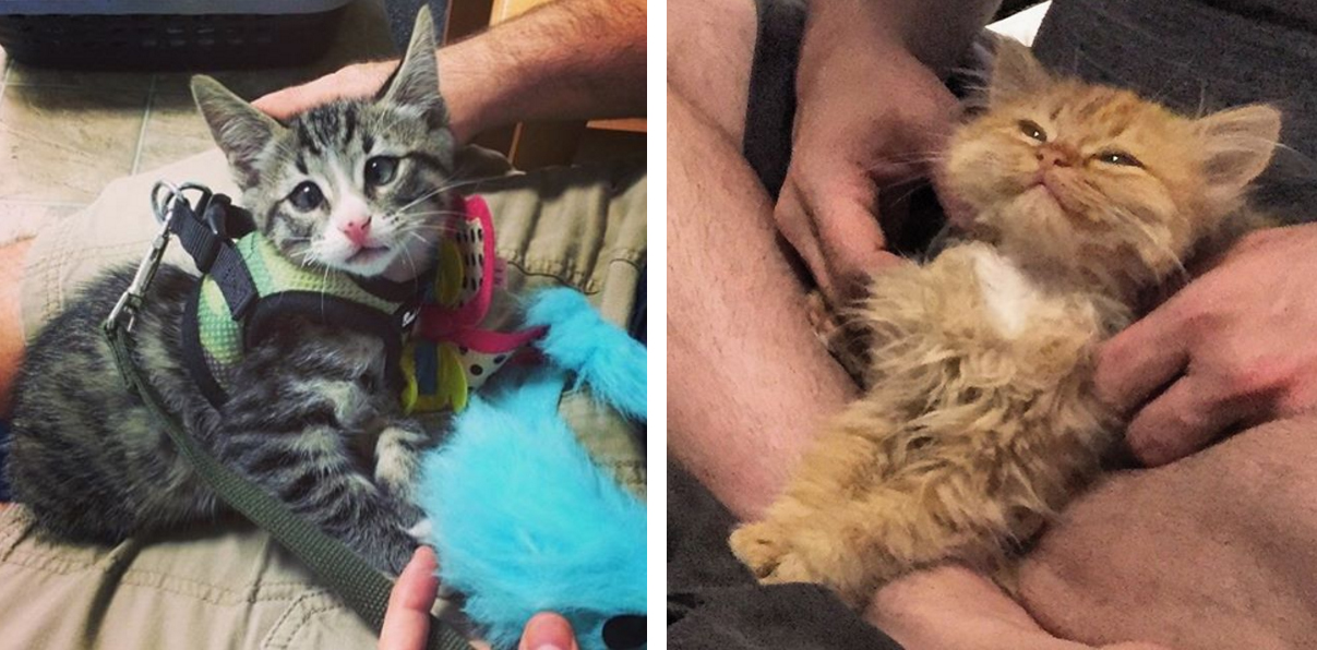 estos_dos_gatitos_son_polares_opuestos_pero_ellos_el_objetivo_tu_corazón_02