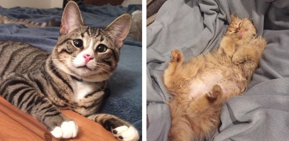 estos_dos_gatitos_son_polares_opuestos_pero_ellos_la_meta_tu_corazon_03