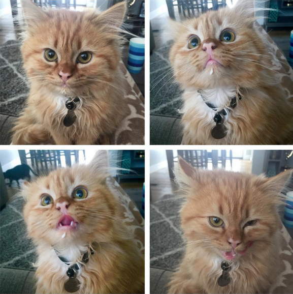 estos_dos_gatitos_son_polares_opuestos_pero_ellos_la_meta_tu_corazón_06