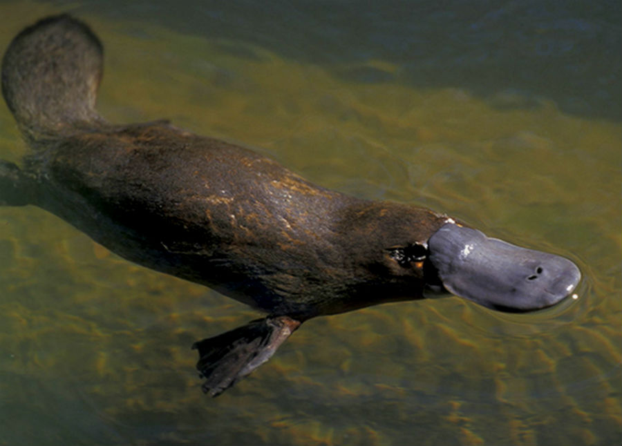 top-10-mordeduras-de-animales-australianos-mas-doloras-06