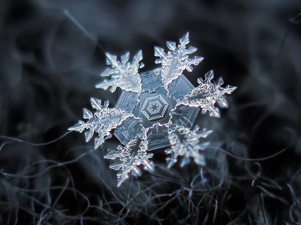 Macro_photos_that_take_you_to_another_world_03