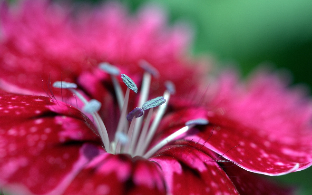 Macro_photos_that_take_you_to_another_world_05