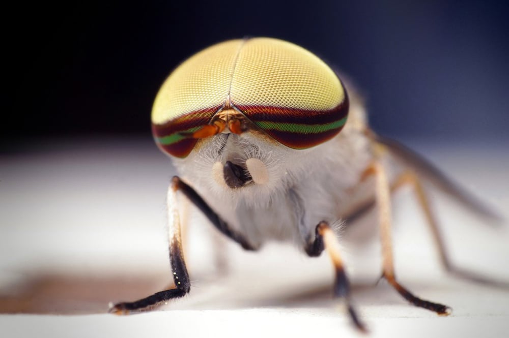 Macro_photos_that_take_you_to_another_world_06