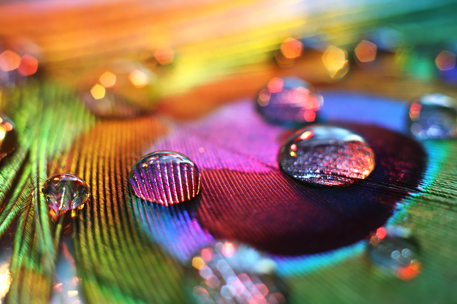 Macro_photos_that_take_you_to_another_world_07