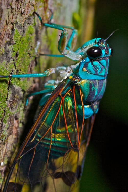 Macro_photos_that_take_you_to_another_world_14