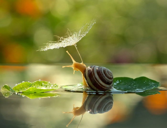 Macro_photos_that_take_you_to_another_world_15