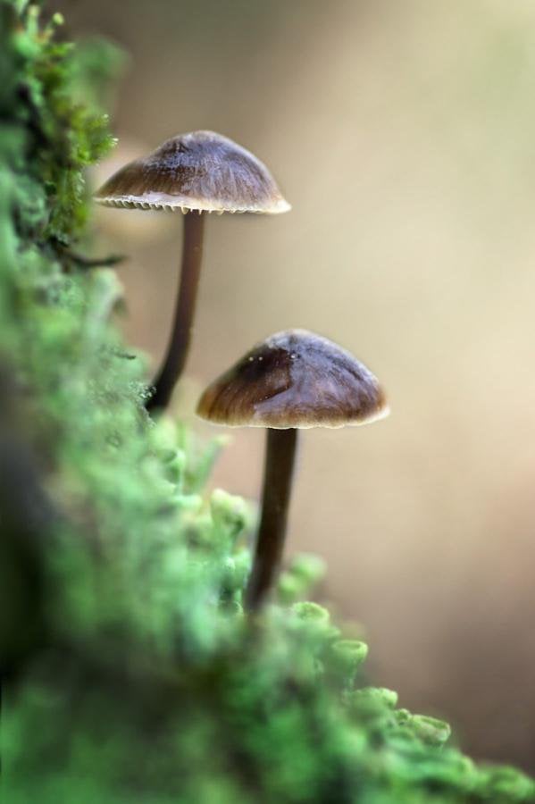macro_photos_that_take_you_to_another_world_17