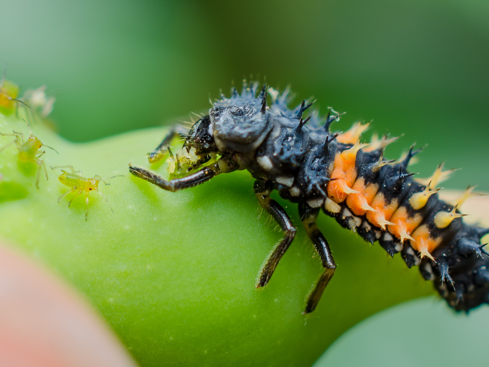 Macro_photos_that_take_you_to_another_world_19