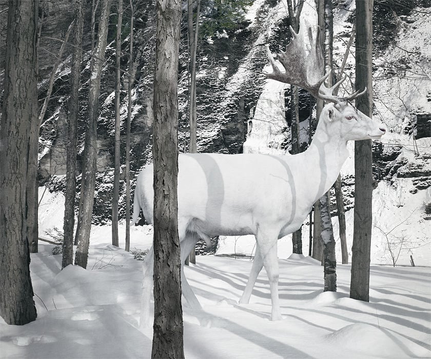 Reino de animales apocalípticos Simen Johan: