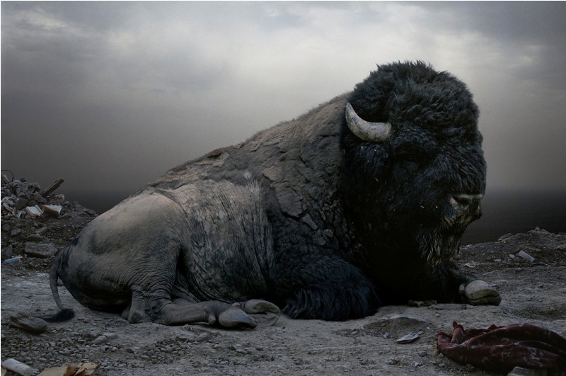 Reino de animales apocalípticos Simen Johan:
