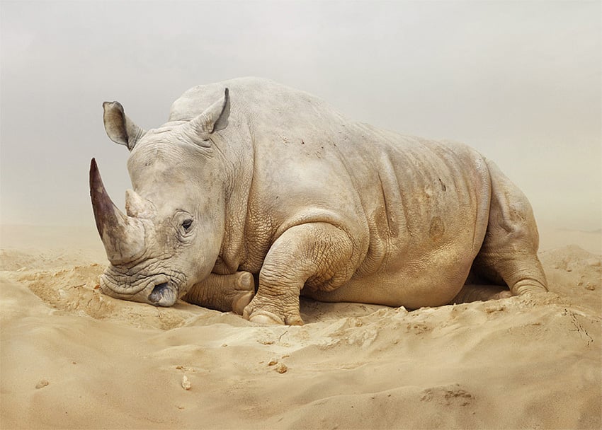 Reino de animales apocalípticos Simen Johan: