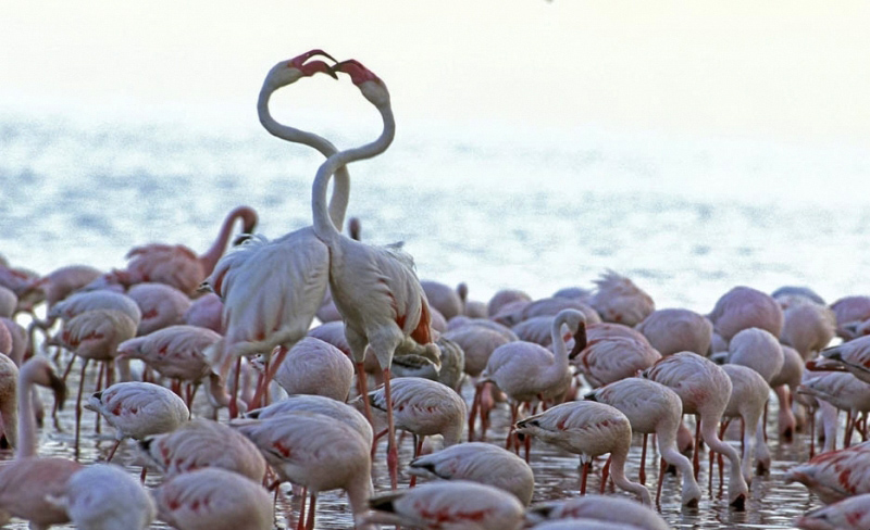 Millones de lago Nakuru de flamenco rosa