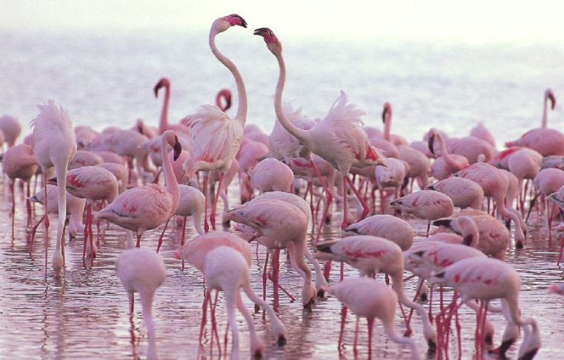 Millones de lago Nakuru de flamenco rosa