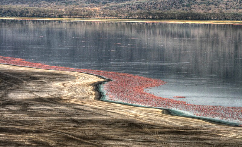 Millones de lago Nakuru de flamenco rosa