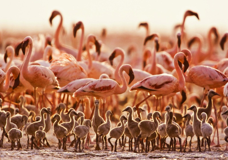 Millones de lago Nakuru de flamenco rosa