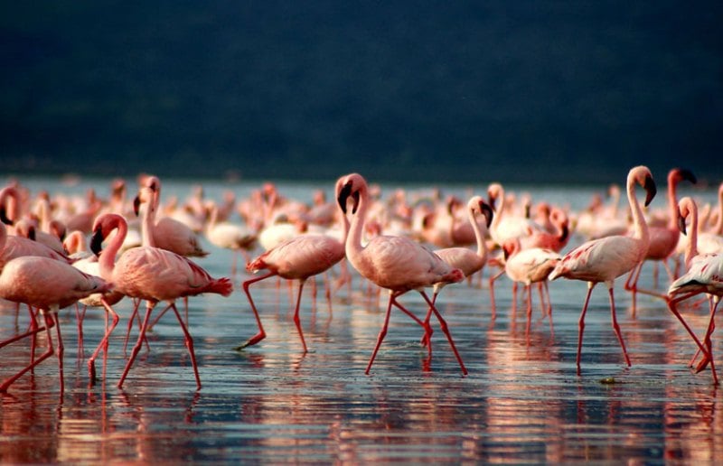 Millones de lago Nakuru de flamenco rosa