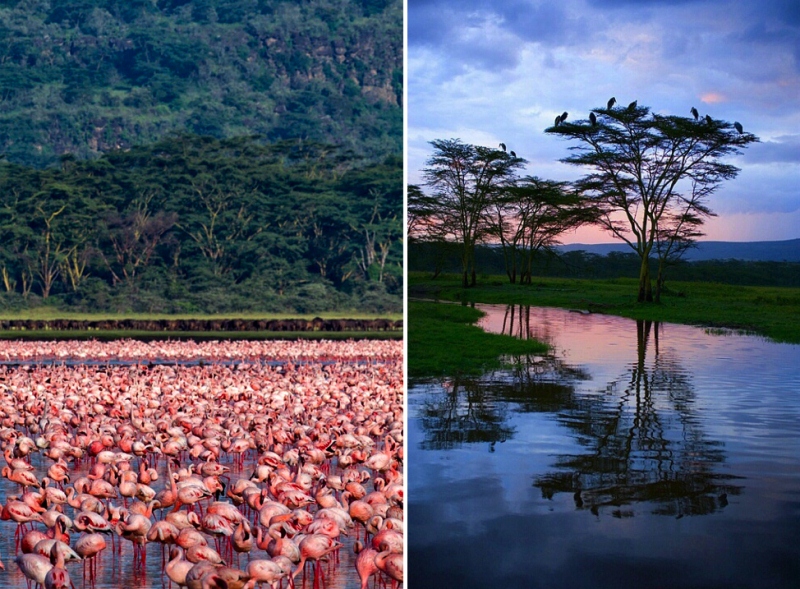 Millones de lago Nakuru de flamenco rosa
