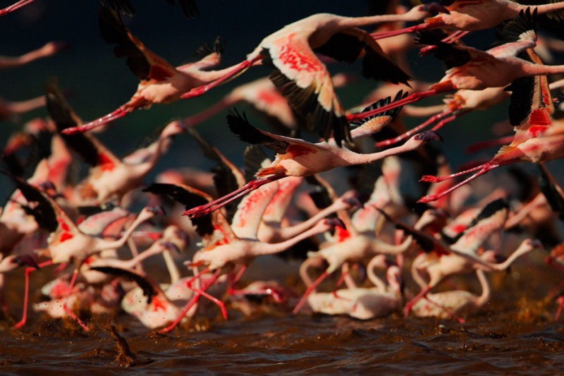 Millones de lago Nakuru de flamenco rosa