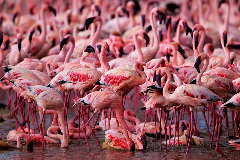Millones de lago Nakuru de flamenco rosa