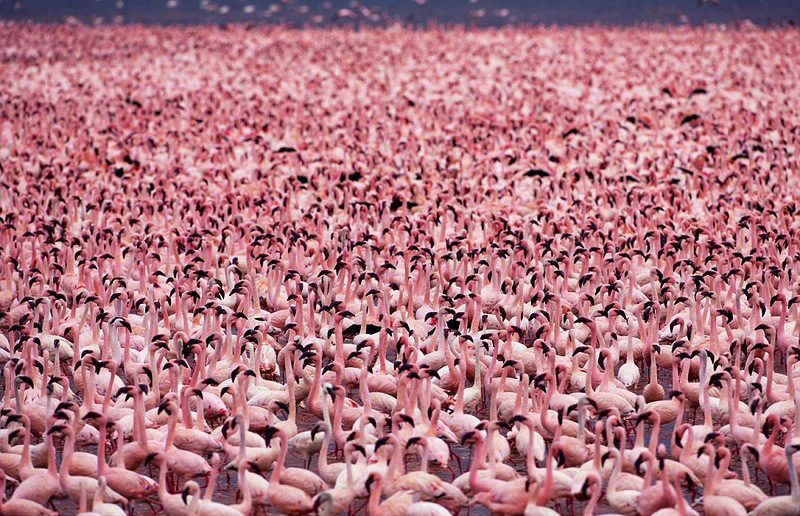 Millones de lago Nakuru de flamenco rosa