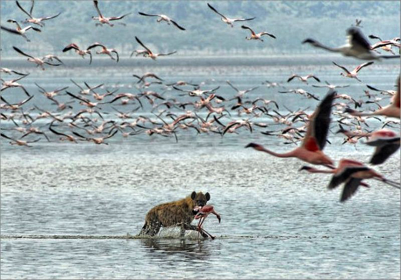 Millones de lago Nakuru de flamenco rosa