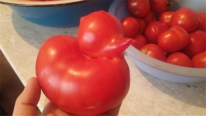 Strange-fruit-vegetables. (12)
