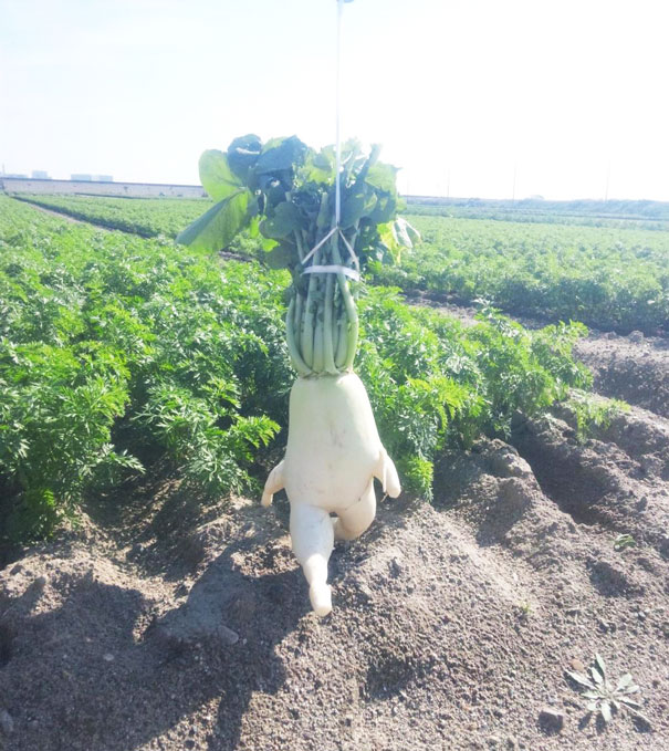 Strange-fruit-vegetables. (14)