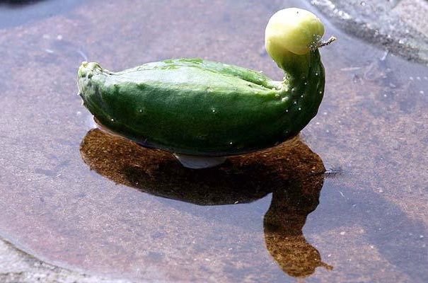 Vegetables de manera extraña. (22)