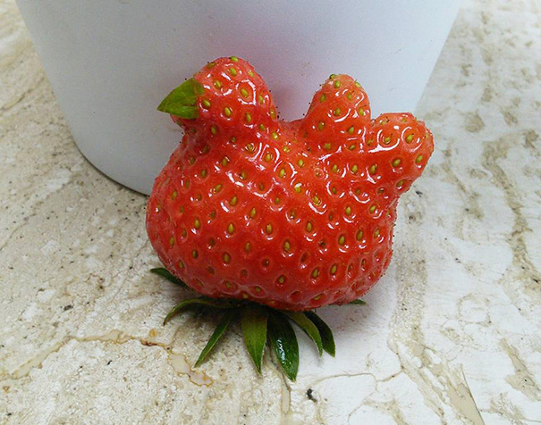 Strange-fruit-vegetables. (25)