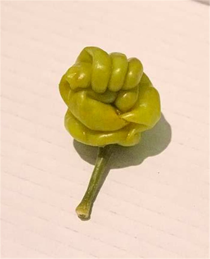 Strange-fruit-vegetables. (4)