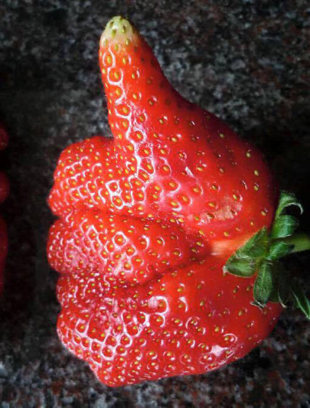 Strange-fruit-vegetables. (8)