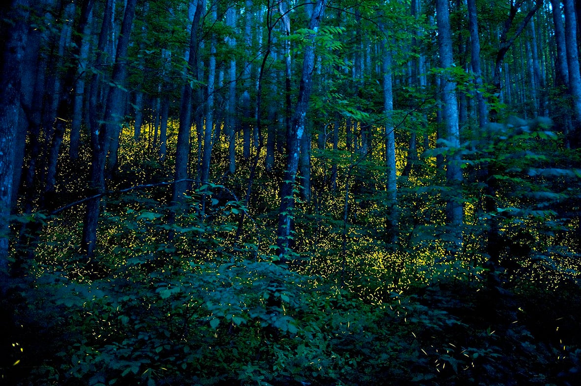 5. Bosques en las montañas ahumadas de Tennessee