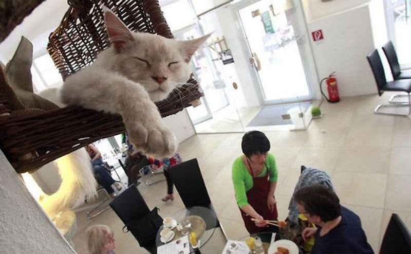 9-Braziest = Tematic-Cafes-World 4
