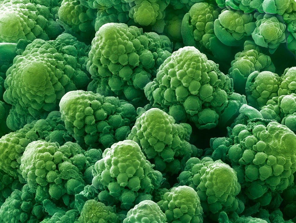 Bajo el microscopio del brócoli