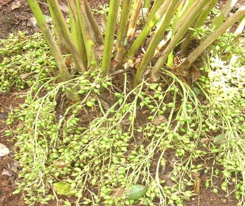 Cardamomo - $ 350 / kg | Las 7 especias más caras | Bayas cerebrales