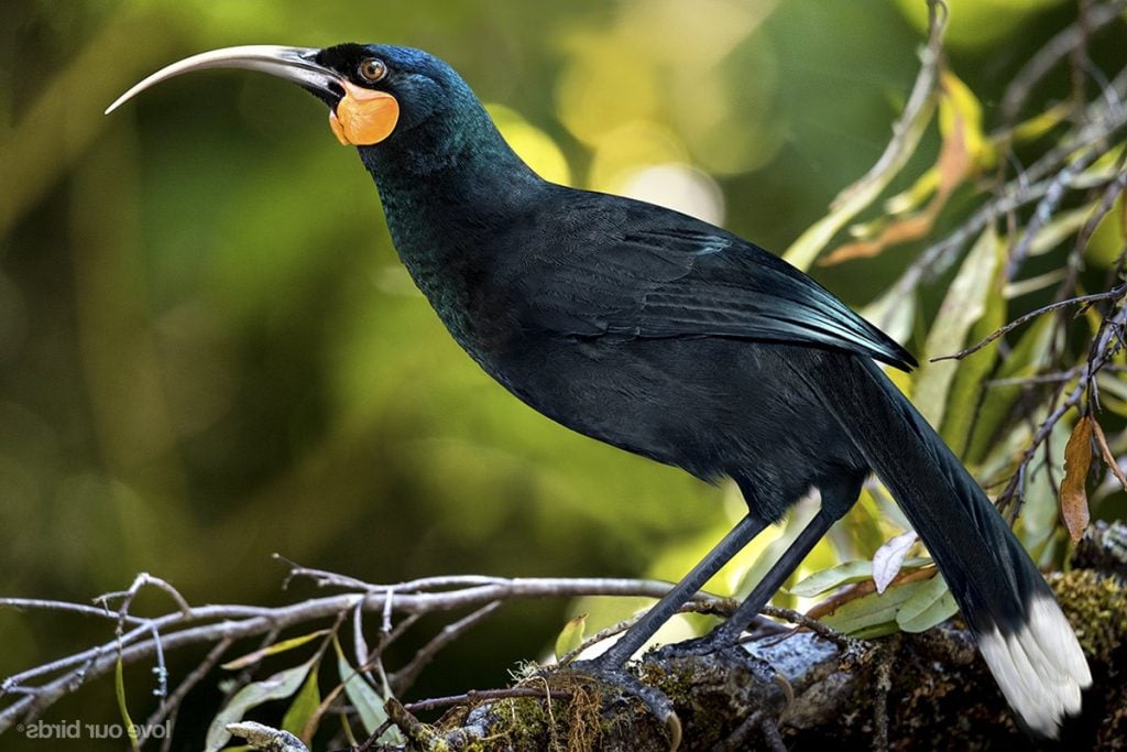 Huia Bird Feather, $ 10,000 | Los artículos más recientes y más valiosos del mundo son los mejores 9 | Bayas cerebrales