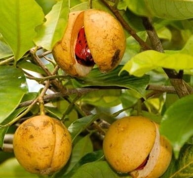 Nuez moscada - $ 600 / kg | Las 7 especias más caras | Bayas cerebrales