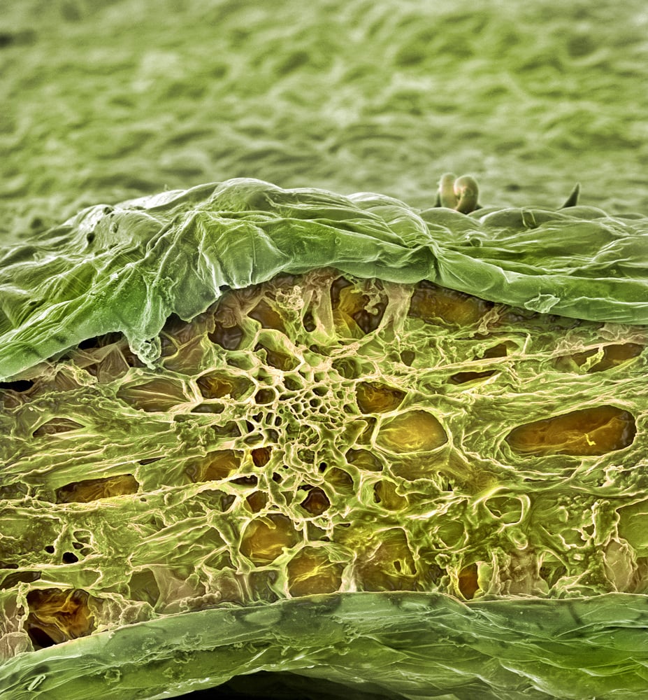 Avena debajo del microscopio