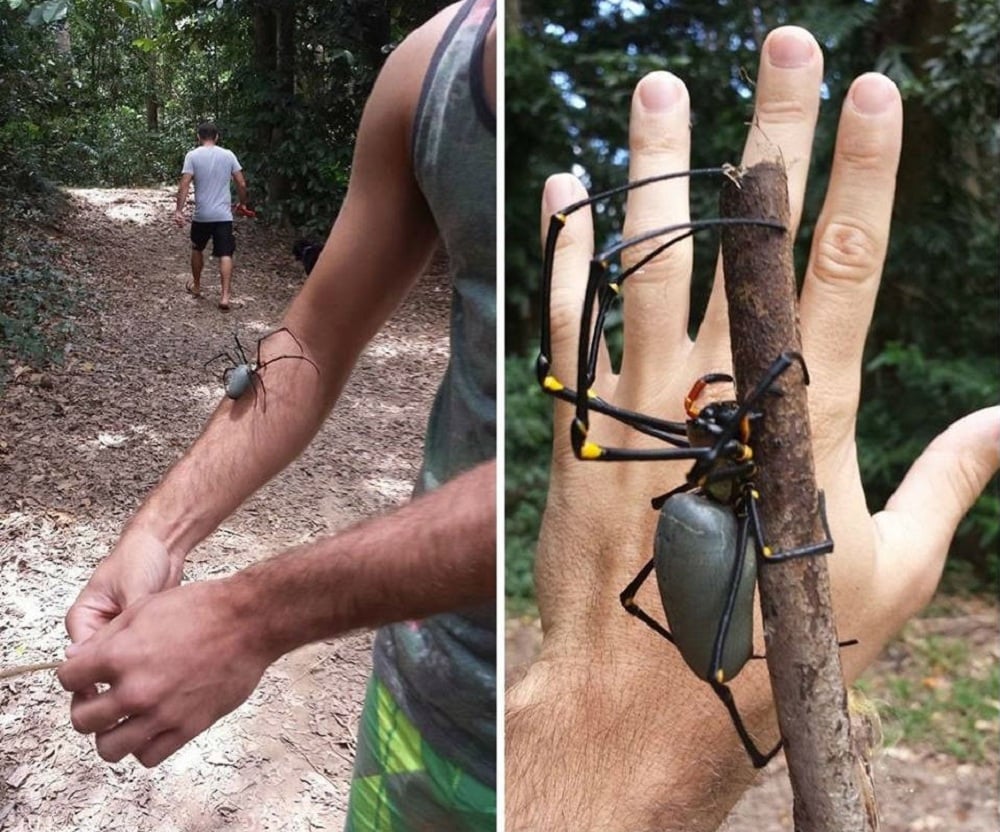 Solo en Australia 8-1