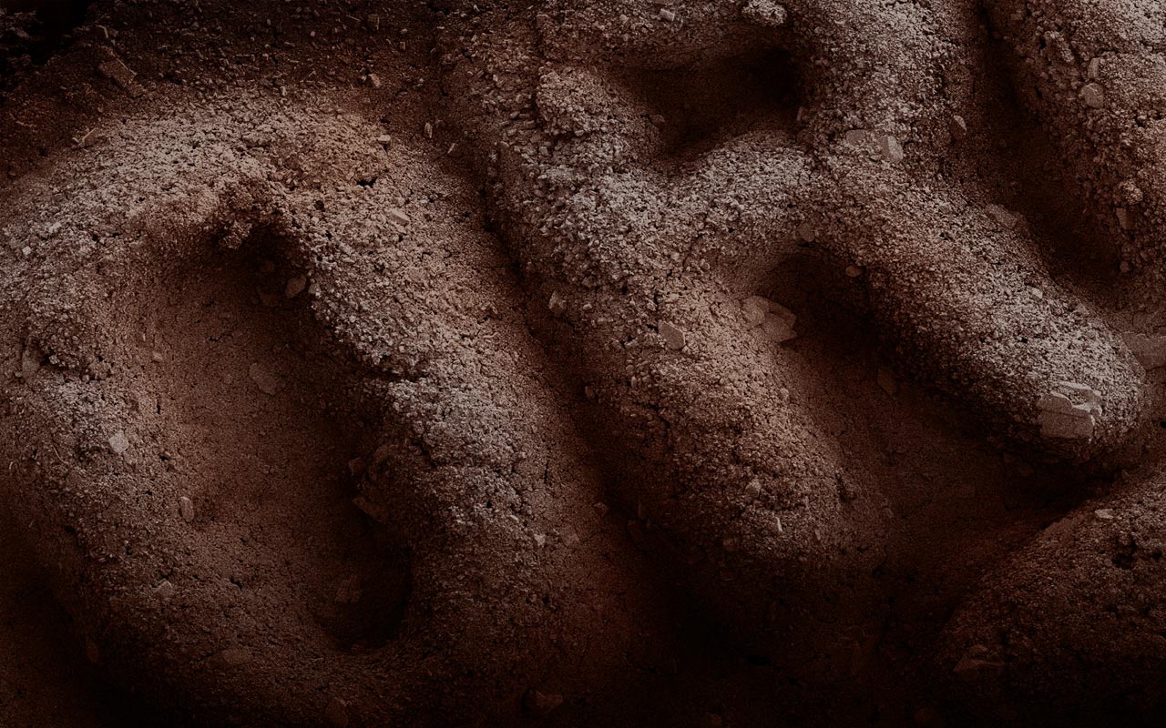 Oreo bajo el microscopio